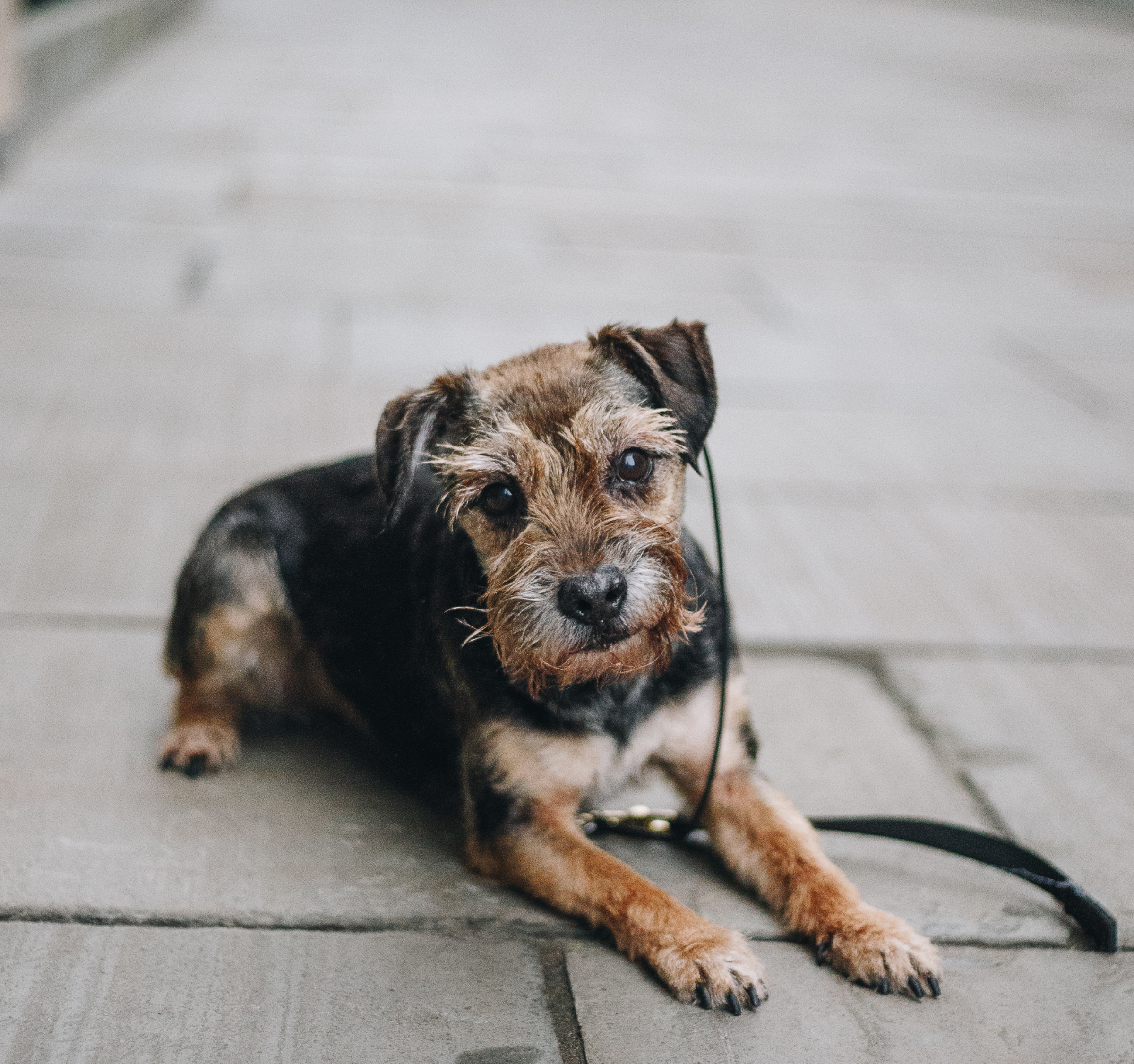 A photo representing a dog on a solo walk